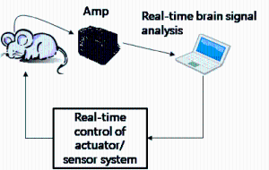 Automated Animal Behavior Experiment System, Korea Institute of Science and Technology, 2008 ~ 2010 이미지